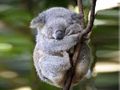 Koala.jpeg